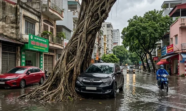 Cây đổ vào xe có được bảo hiểm vật chất xe bồi thường?